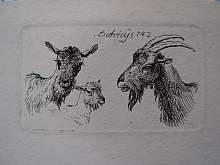 DIETRICY, Christian (1712-1774) Study of goats, 1742, antique etching